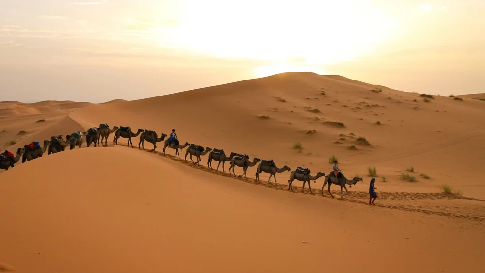 A camel caravan crossing the Sahara dunes